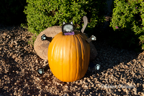 _DSC7928