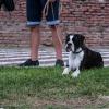 Dog expo in Alba Iulia